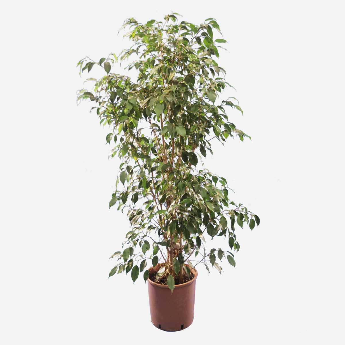 Ficus Benjamin Pianta