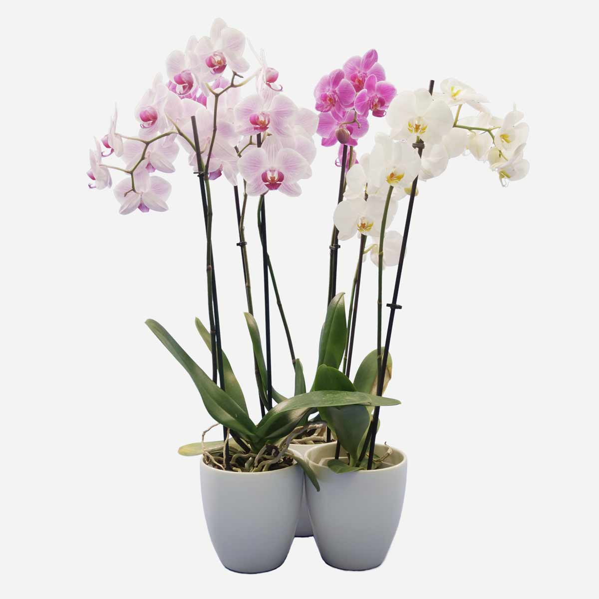 Kit da Appartamento Orchidee