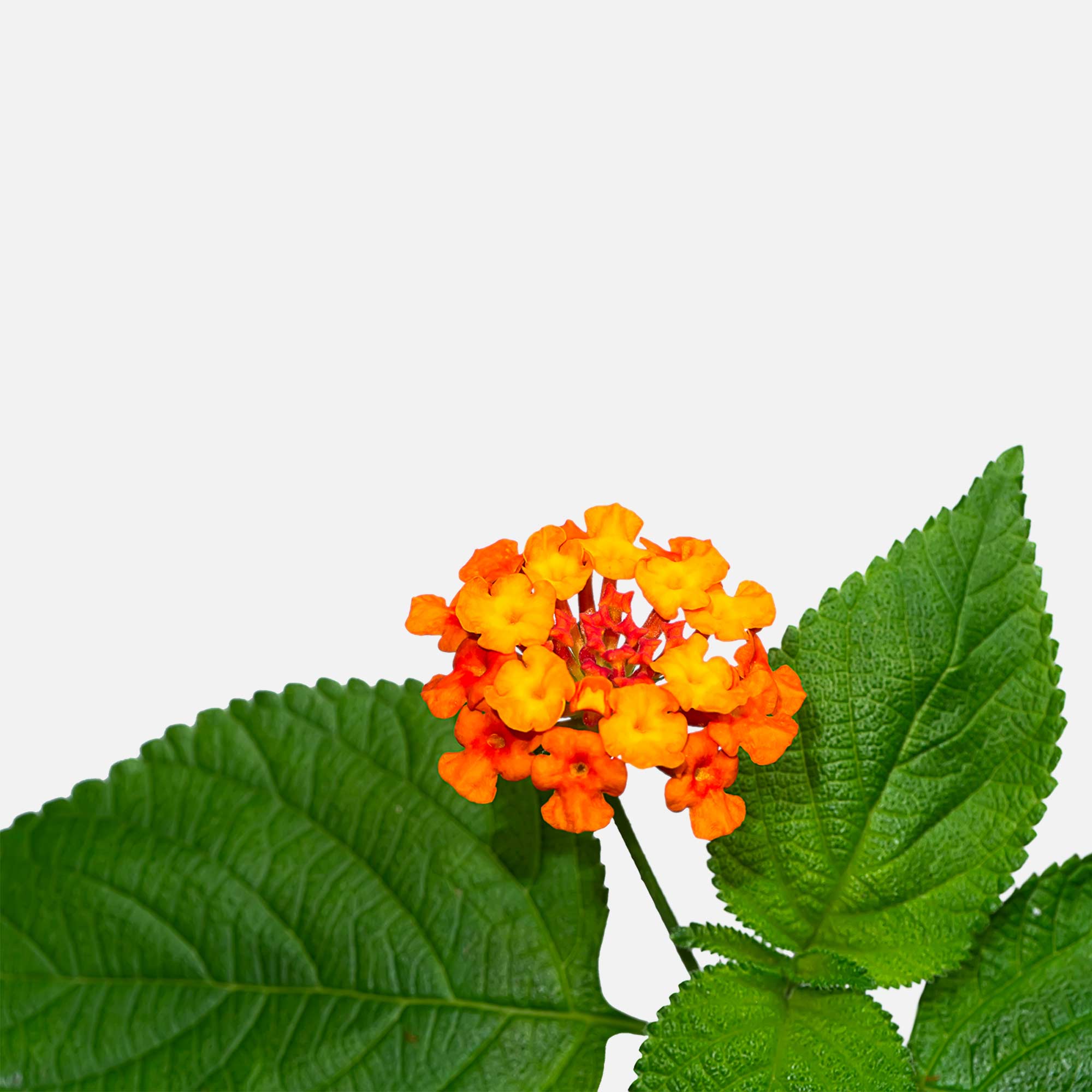 Lantana Pianta