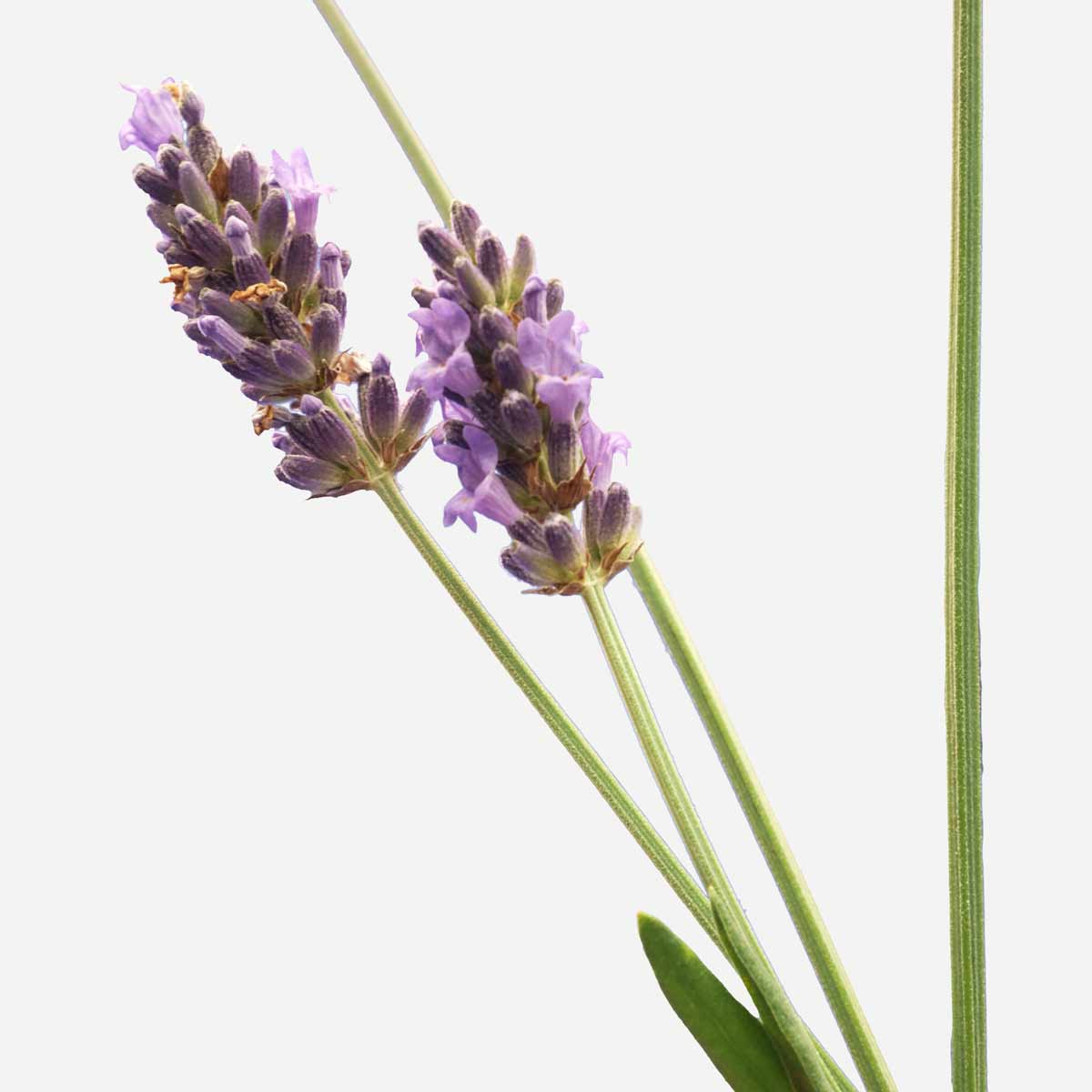 Lavanda Pianta