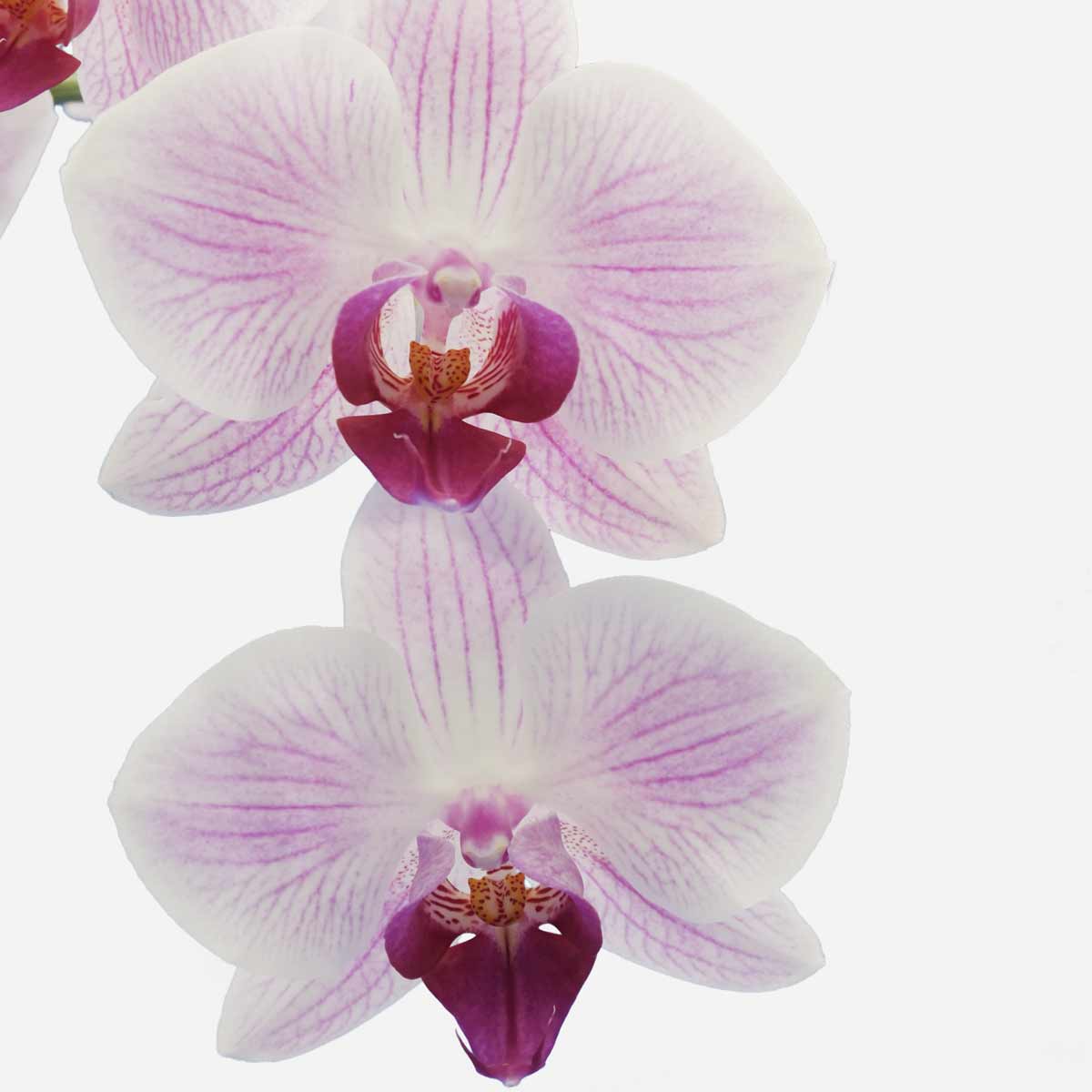 Orchidee - ROSABELLA® - l'originale Rosa Vera Stabilizzata, la tua Rosa  Gioello