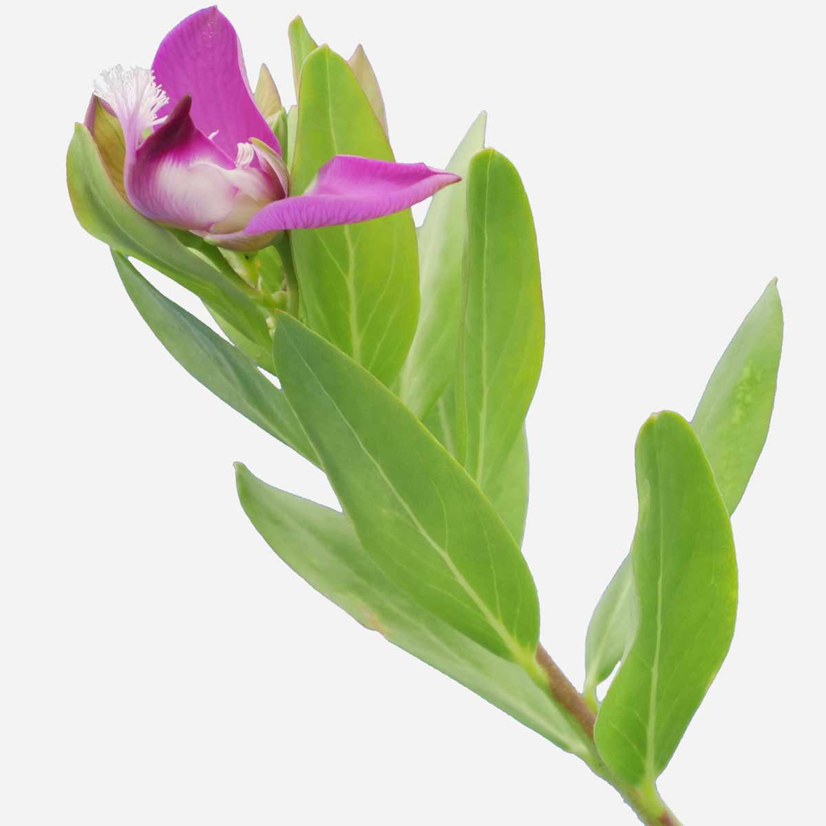 Polygala Pianta