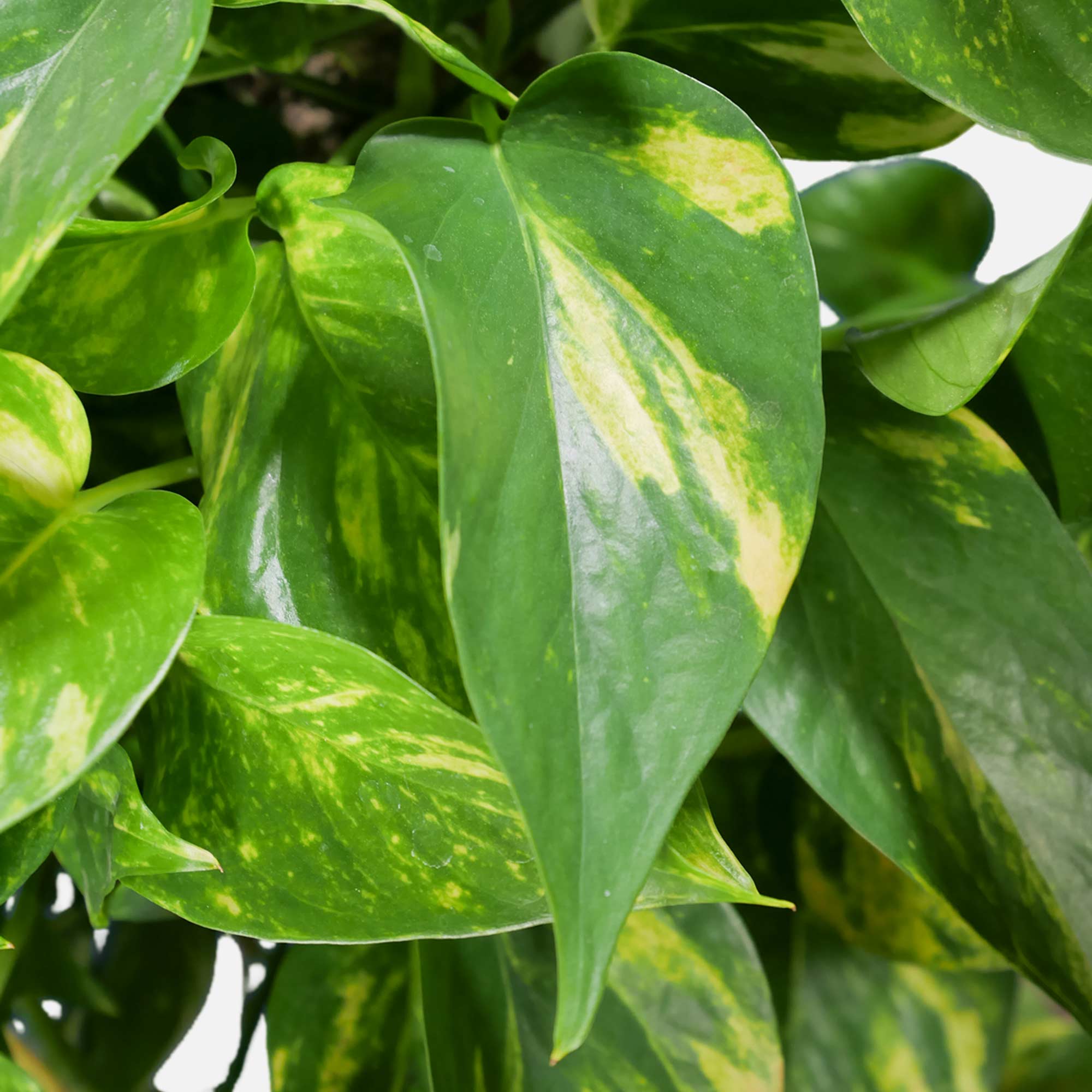 Pothos Pianta