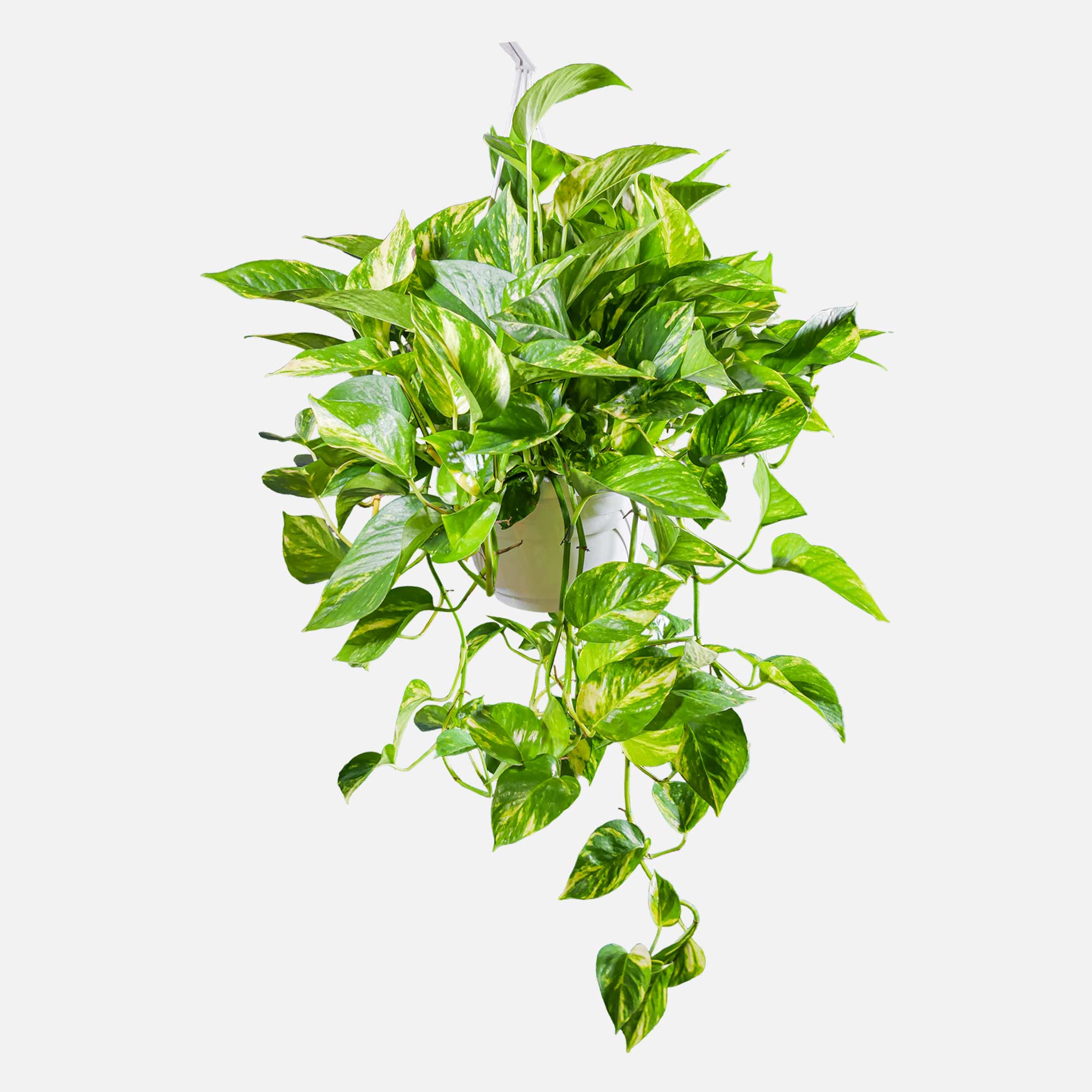 Pothos Pianta