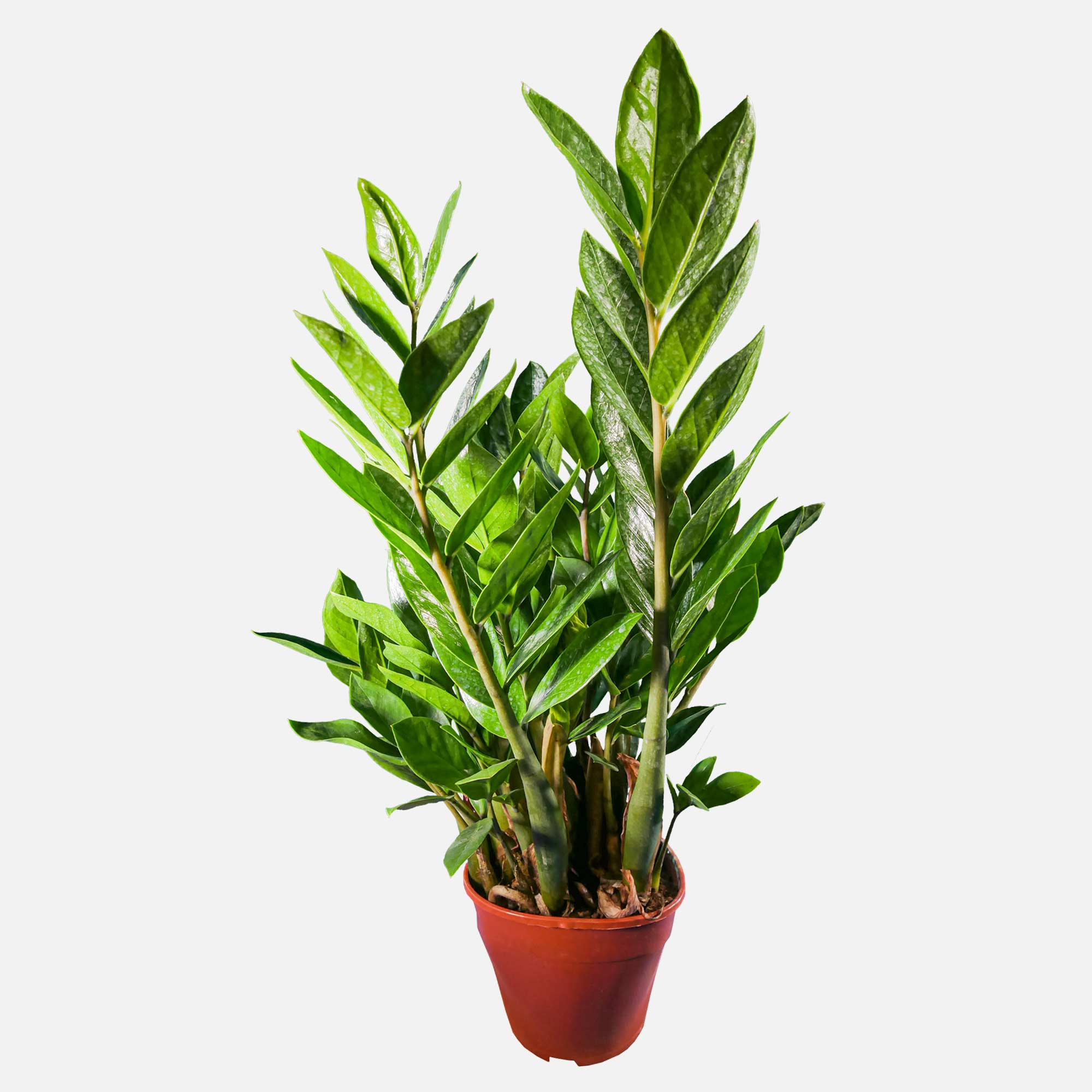 Zamia Pianta